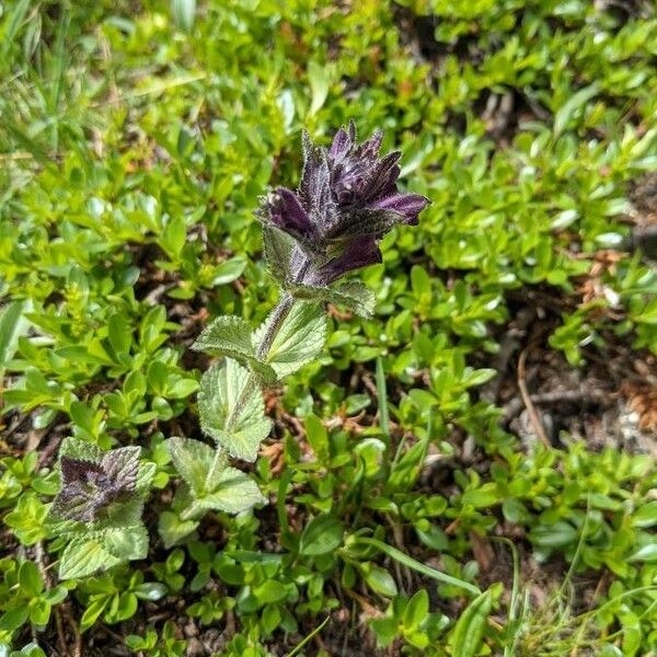 Bartsia alpina Цвят