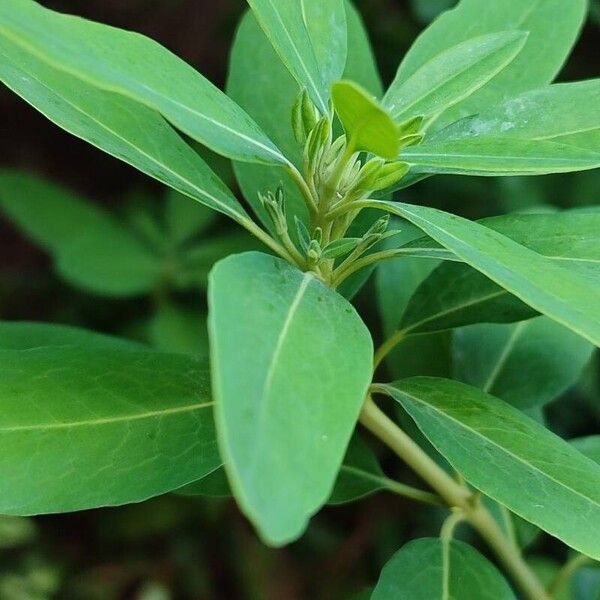 Kalmia angustifolia Leaf