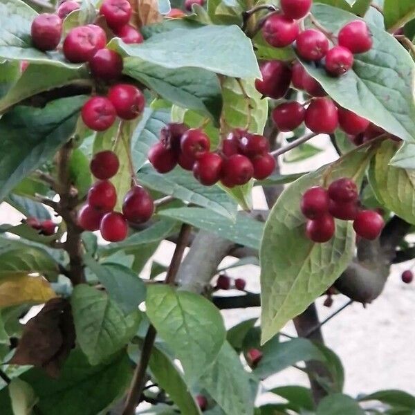 Cotoneaster bullatus Gyümölcs