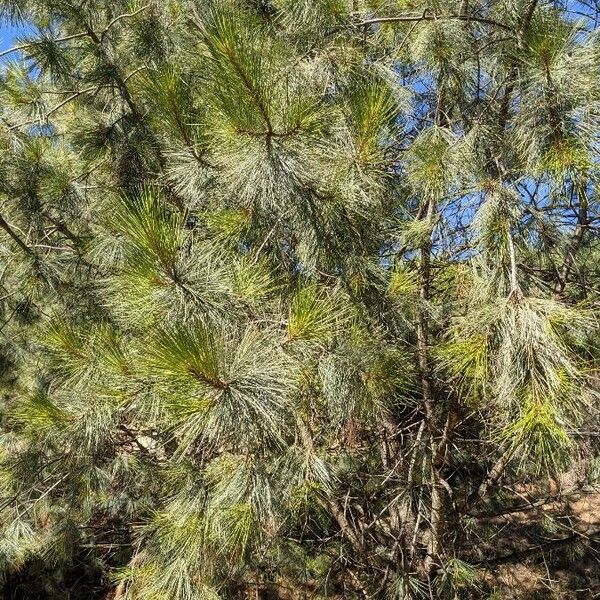 Pinus maximartinezii Leaf