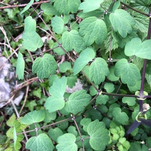 Thalictrum dioicum Leaf