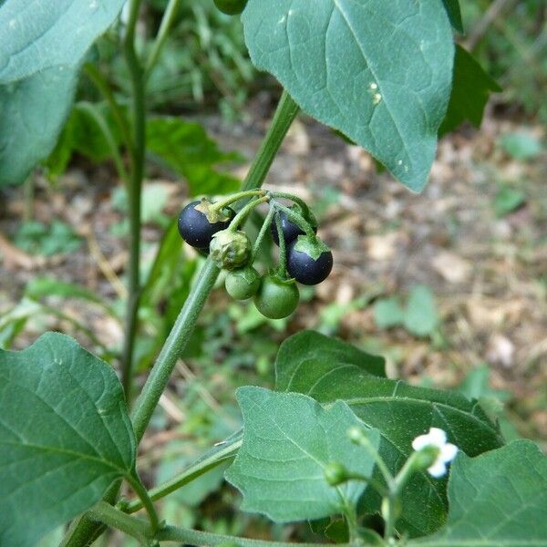 Solanum nigrum Frukto
