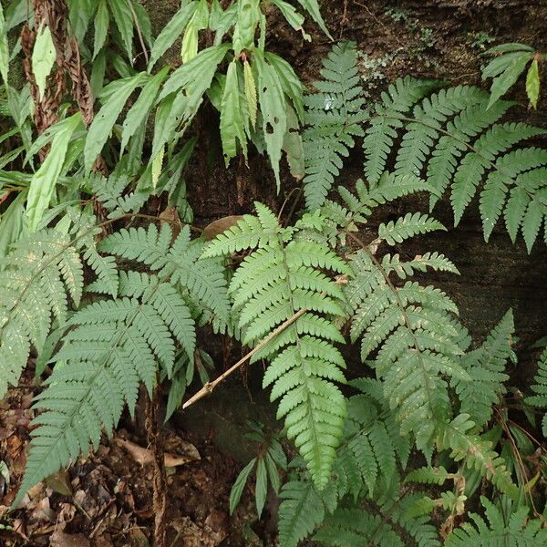 Parapolystichum barterianum Leaf