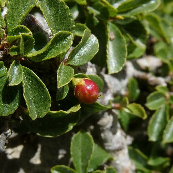 Rhamnus pumila Frucht