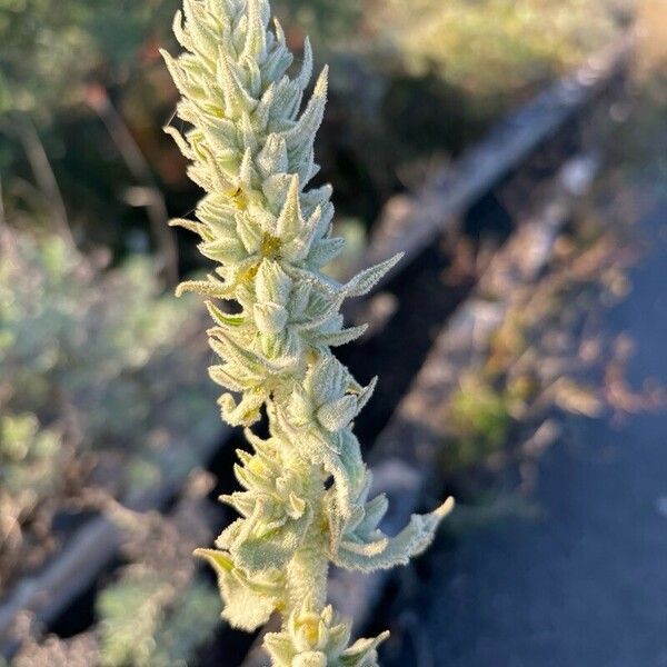 Verbascum thapsus Cvet