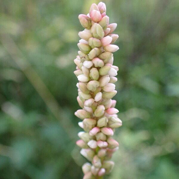 Persicaria maculosa Fleur