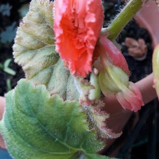 Begonia spp. Flower