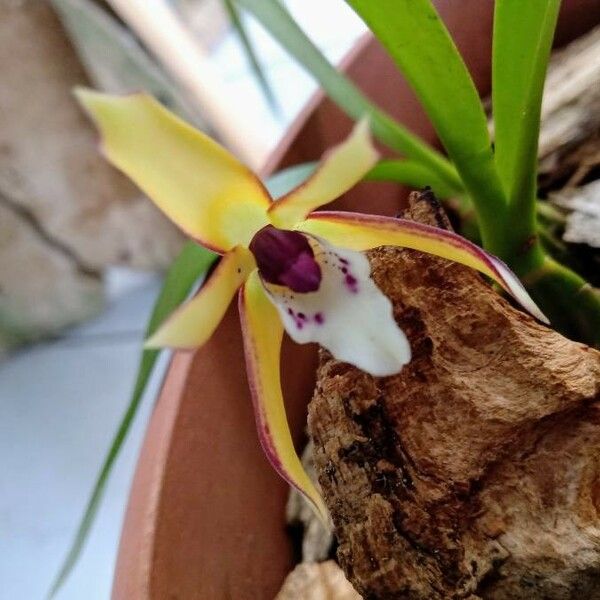 Maxillaria porrecta പുഷ്പം