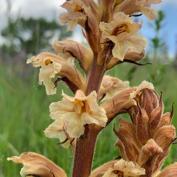 Orobanche lutea Flor