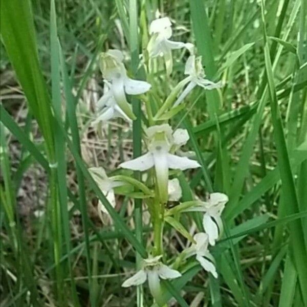 Platanthera chlorantha Квітка