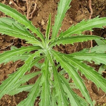 Conyza sumatrensis Leaf
