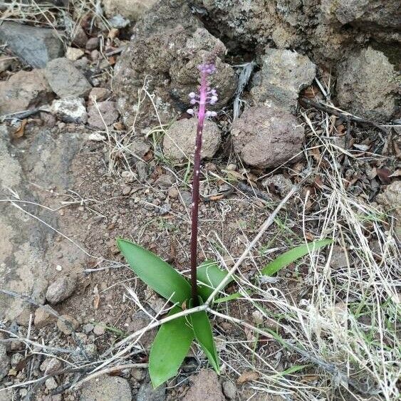 Scilla haemorrhoidalis Flower