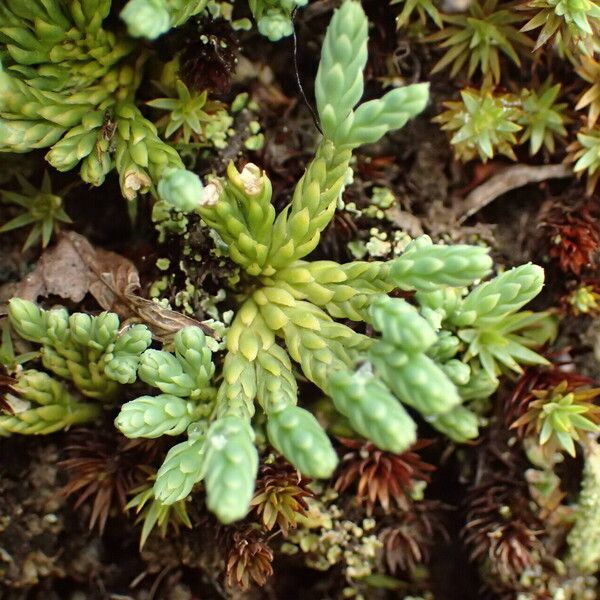 Lycopodium alpinum List