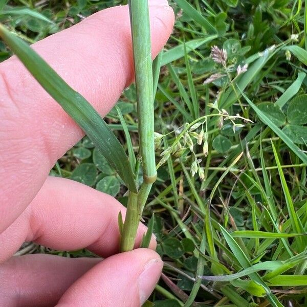 Alopecurus geniculatus Квітка