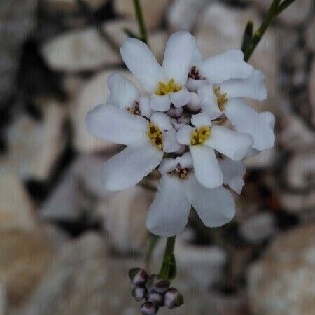 Iberis linifolia その他の提案