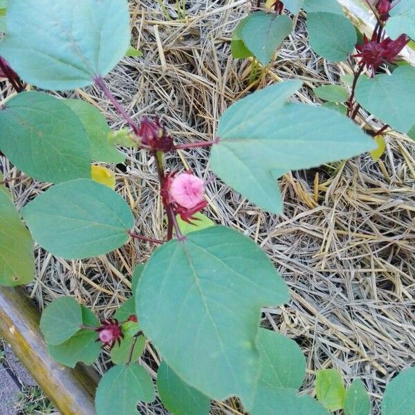 Hibiscus sabdariffa Hoja