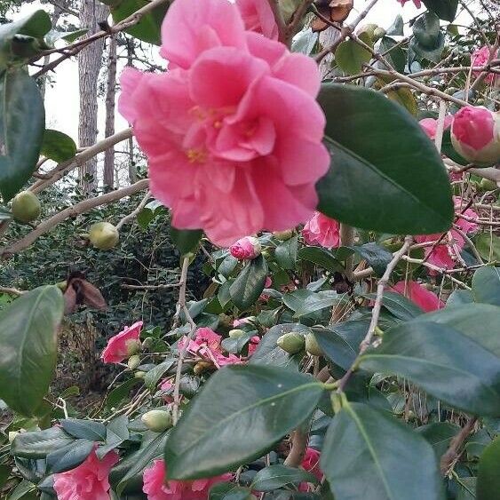 Camellia japonica 花