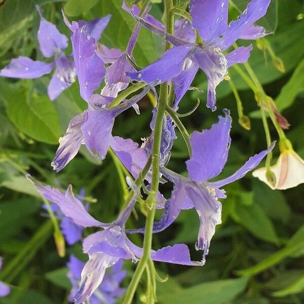 Delphinium ajacis Flor