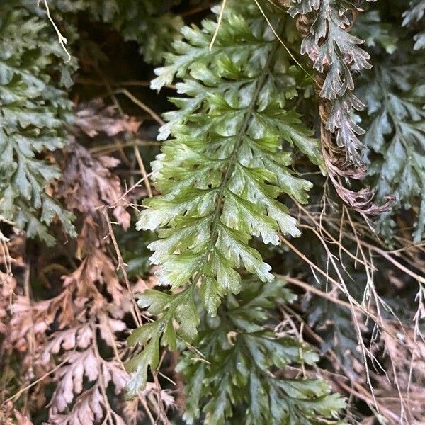 Vandenboschia speciosa Листок