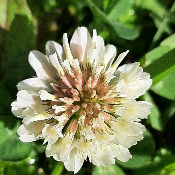 Trifolium repens Λουλούδι