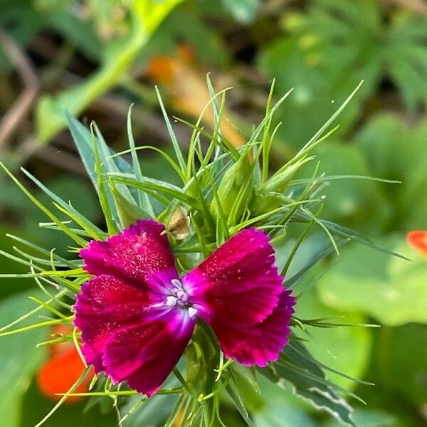 Dianthus barbatus Квітка