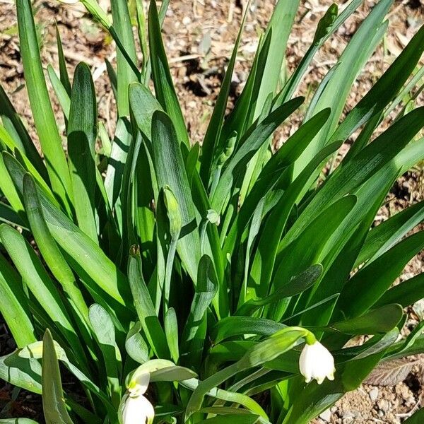 Leucojum aestivum অভ্যাস