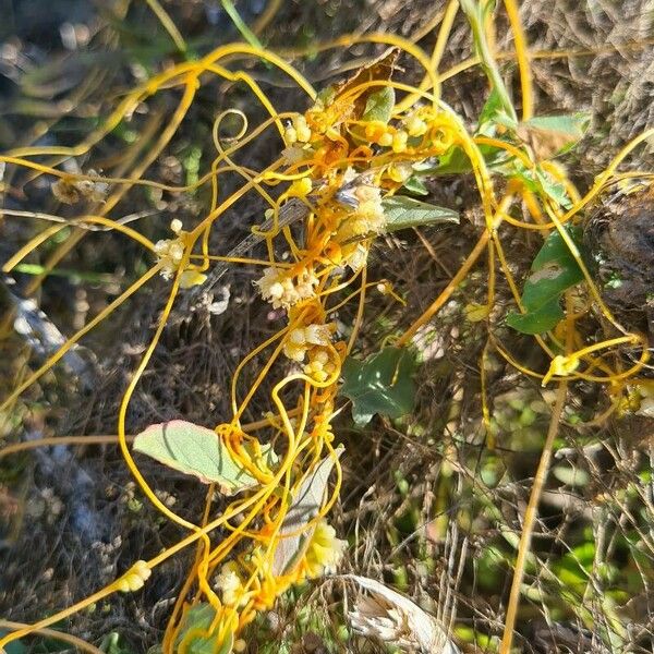 Cuscuta campestris Frukt