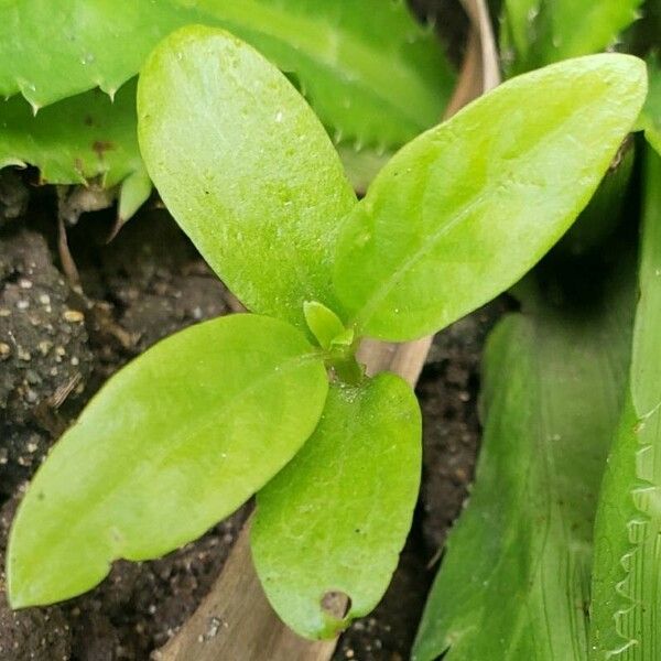 Myosotis scorpioides Blad