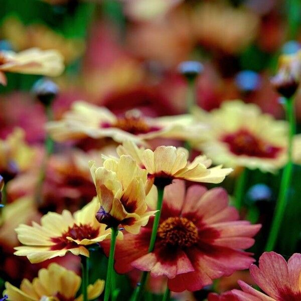 Coreopsis tinctoria Floro