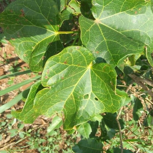 Jatropha curcas Ліст