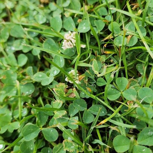 Trifolium nigrescens 形态