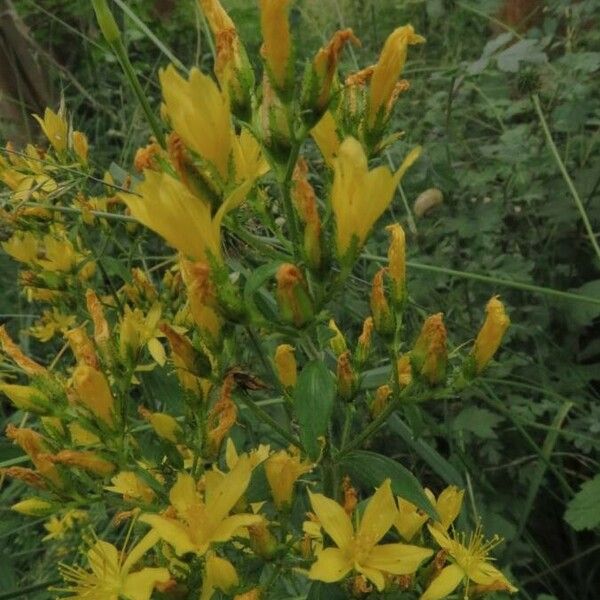 Hypericum hirsutum Blodyn