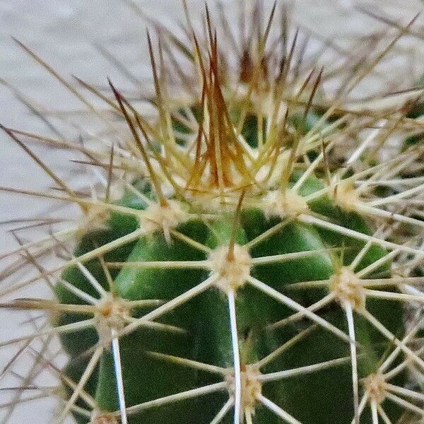 Echinocereus coccineus برگ