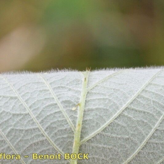 Rubus silvaticus Drugo