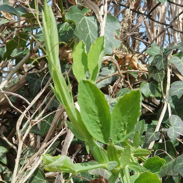 Lathyrus heterophyllus Leaf