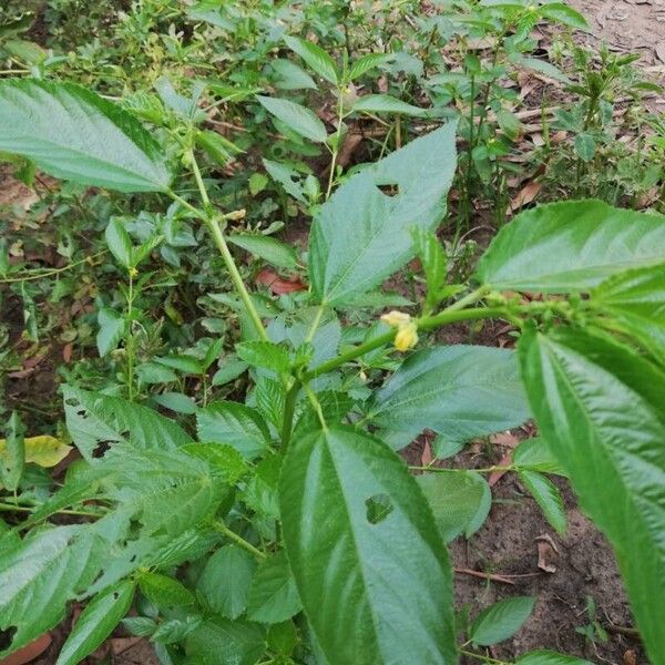 Corchorus olitorius Flower