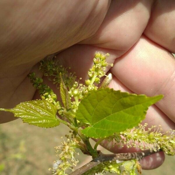 Morus alba Leaf