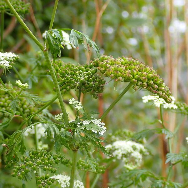 Aethusa cynapium Fruto