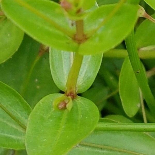 Lindernia procumbens Leaf