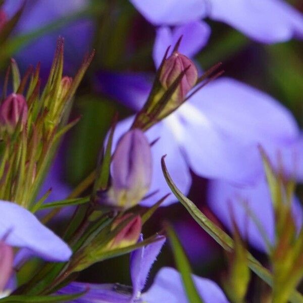 Lobelia urens अन्य