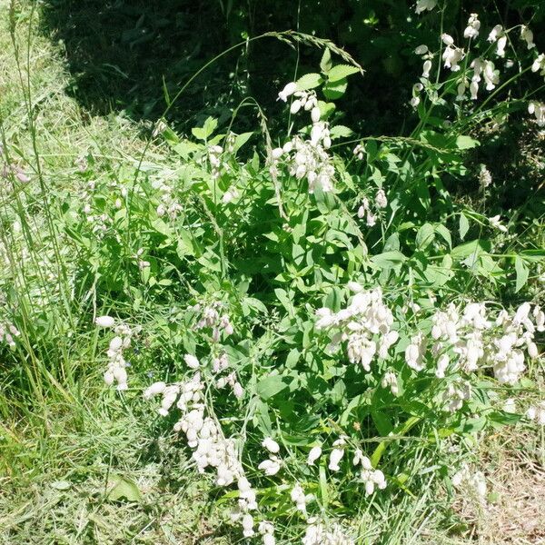 Silene vulgaris Habitat