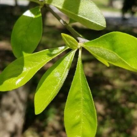 Sideroxylon lanuginosum Blatt