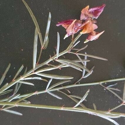Crotalaria brevidens മറ്റ്