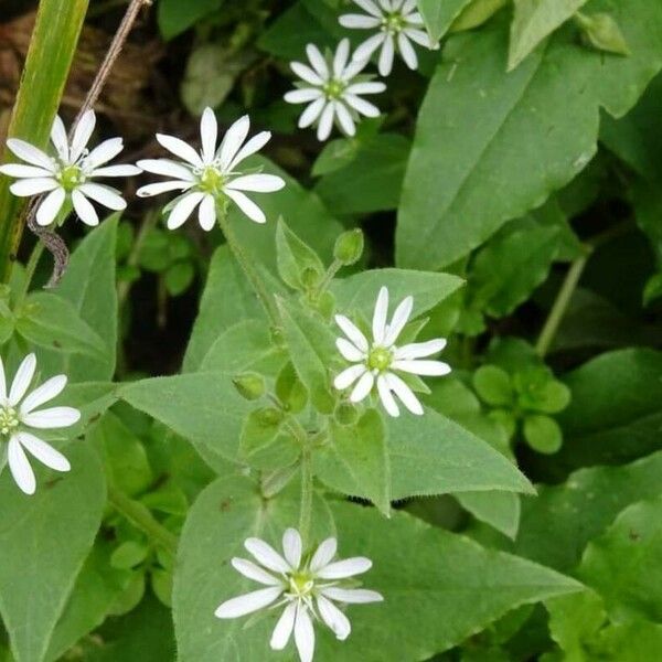 Stellaria aquatica Flor