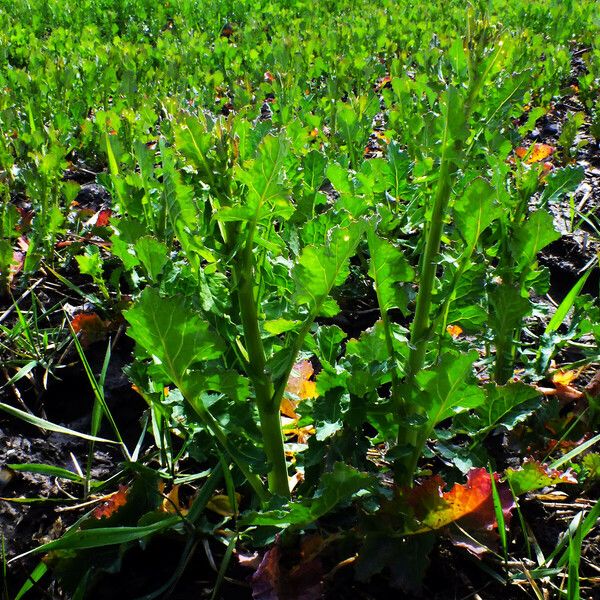 Brassica napus Habit