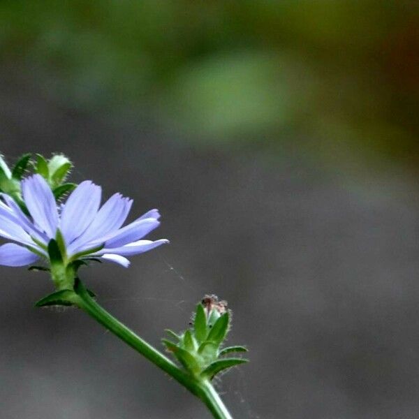 Cichorium intybus Květ