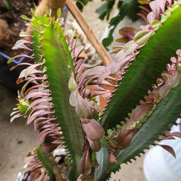 Euphorbia trigona Lapas