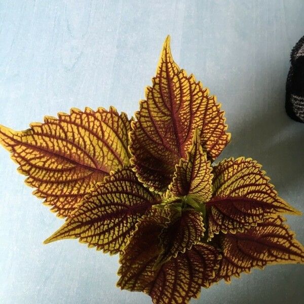 Coleus scutellarioides Blad