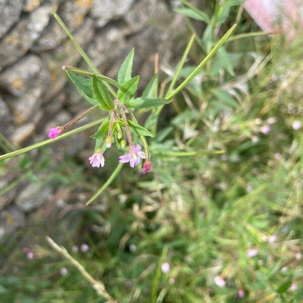 Epilobium ciliatum Frunză