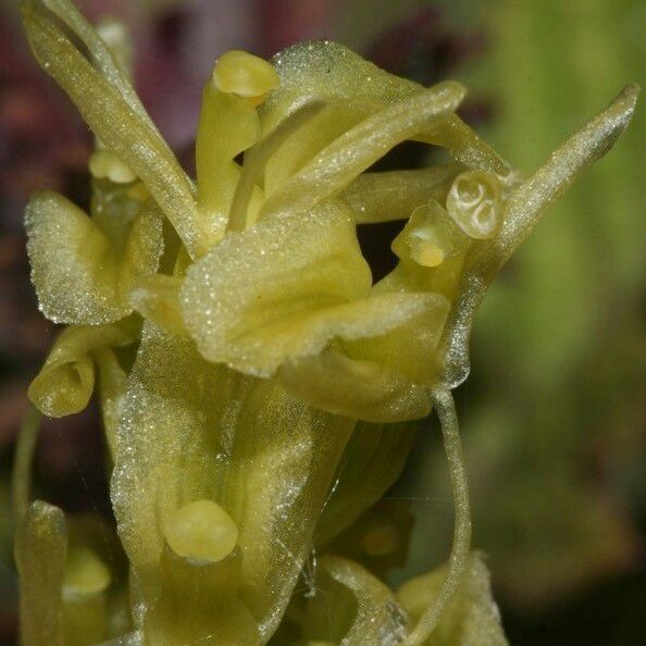 Liparis loeselii Flower